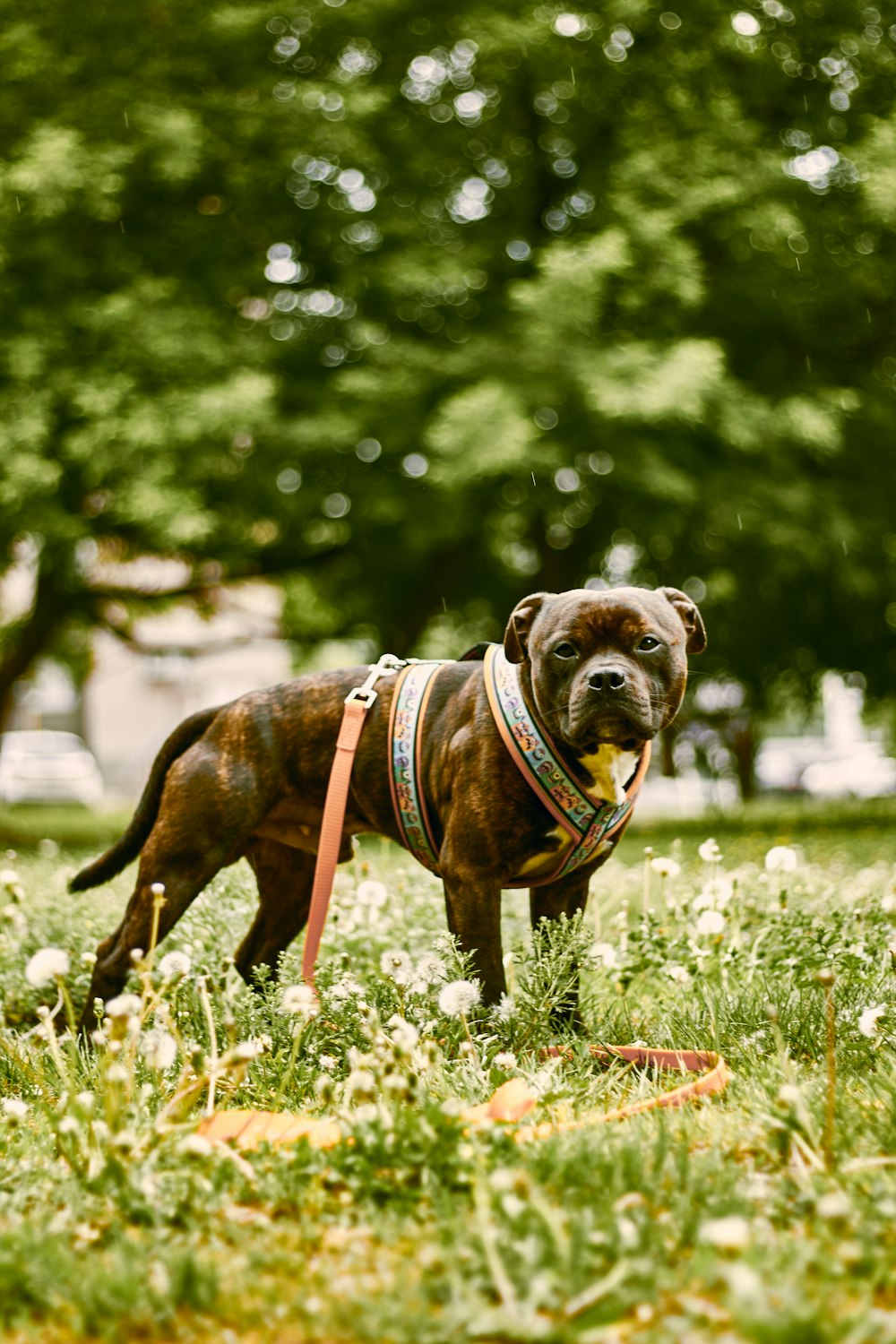 a brown dog wearing a harness standing in a field