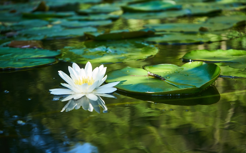 a white water lily floating on top of a pond