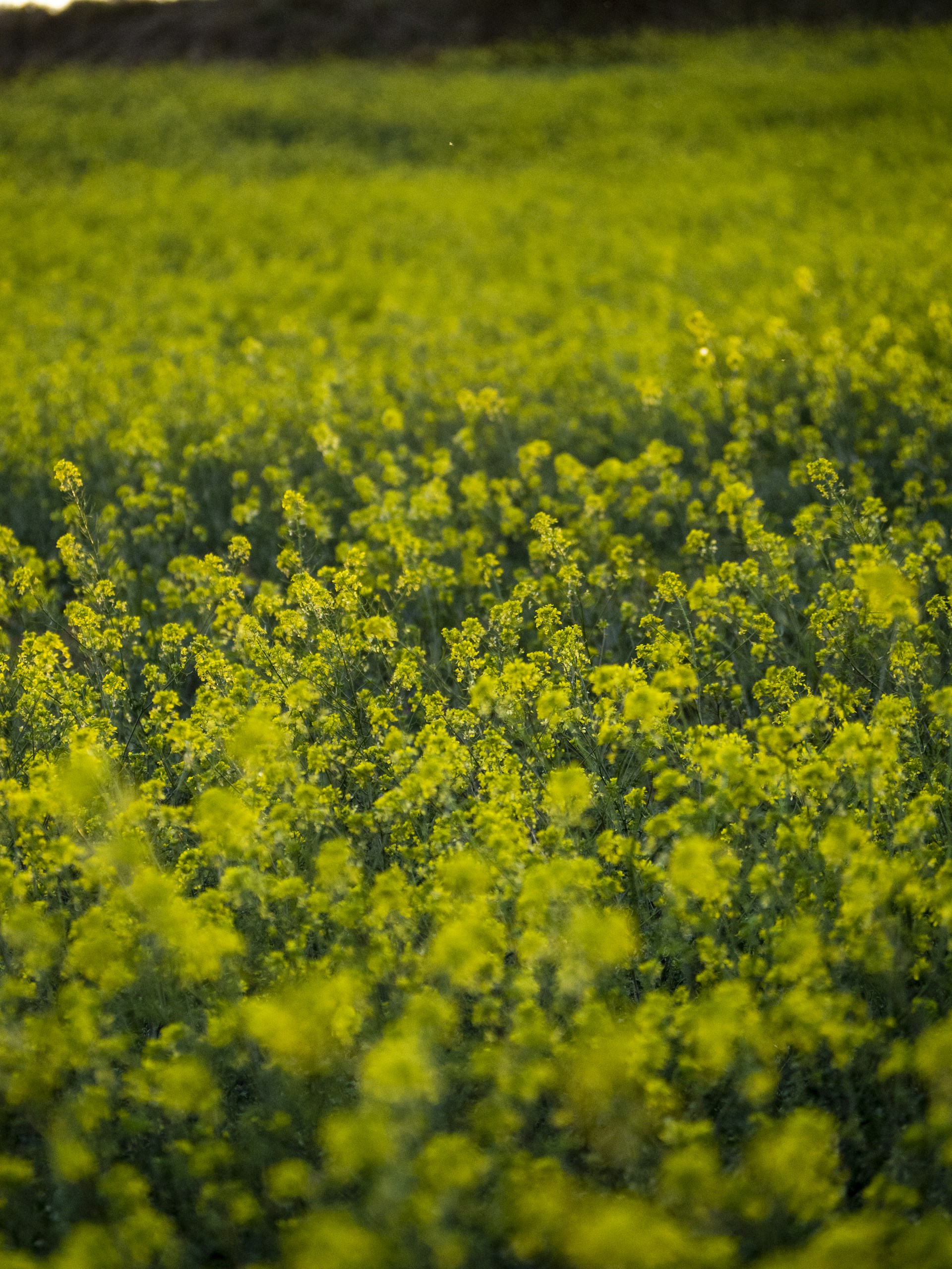A panoramic view of a sunlit field filled with blooming yellow flowers, creating a stunning landscape.