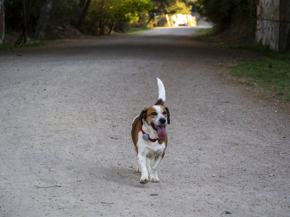 a brown and white dog walking down a dirt road