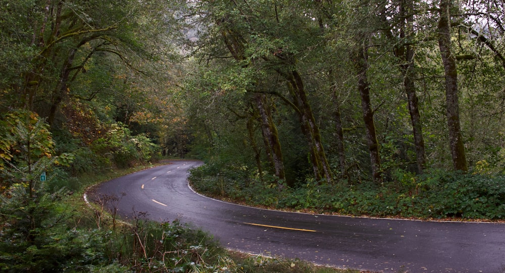 a curved road in the middle of a forest