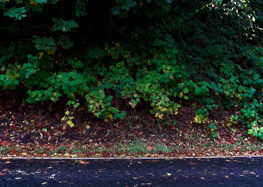 a red fire hydrant sitting next to a lush green forest