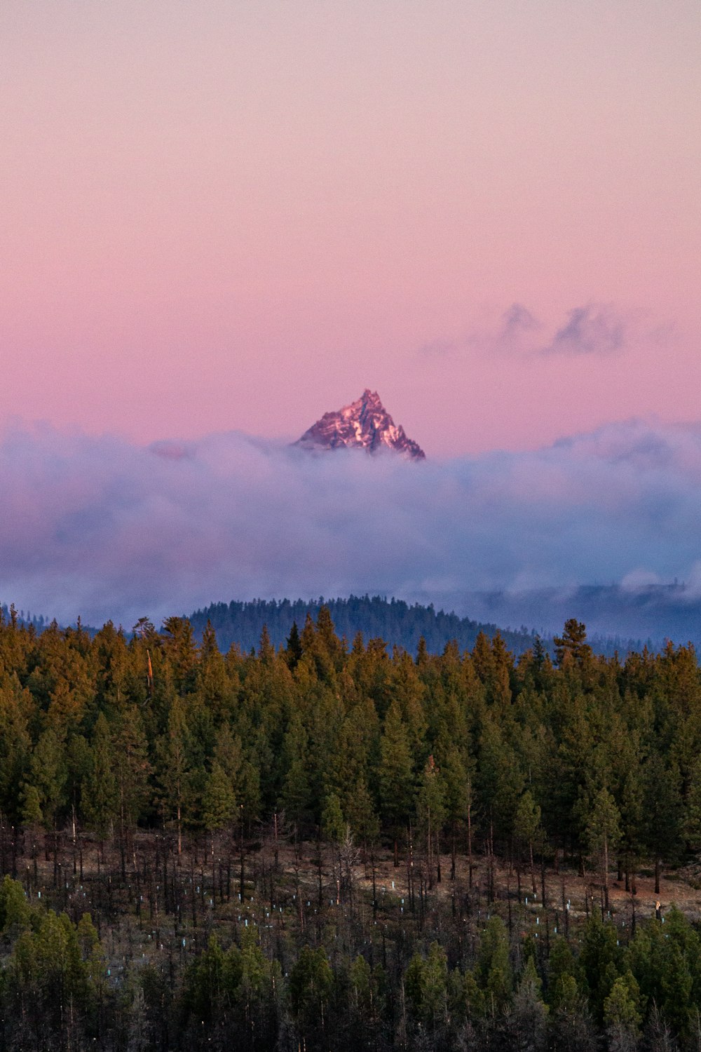 a view of a mountain in the distance with trees in the foreground