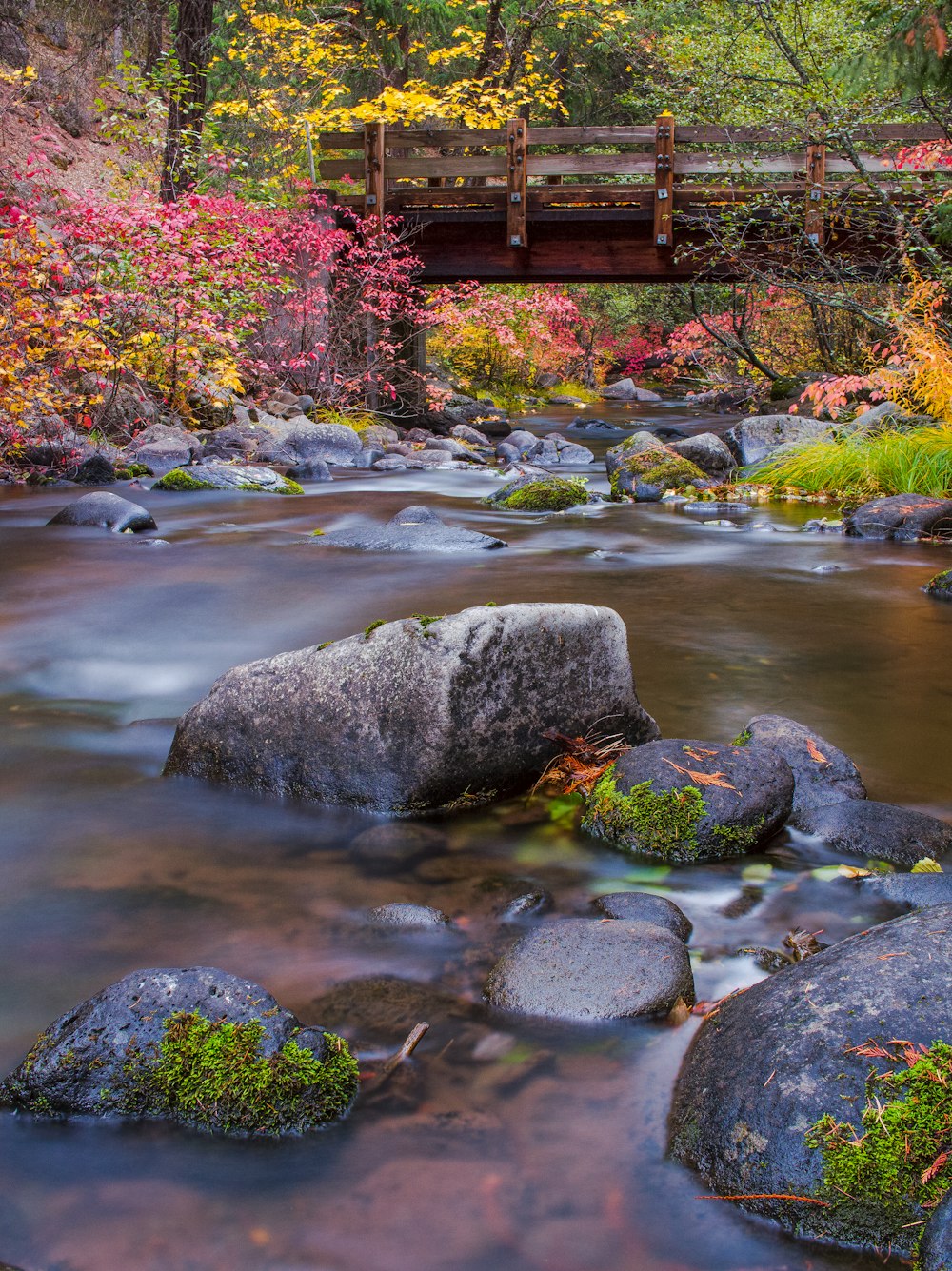 a bridge over a river in a forest