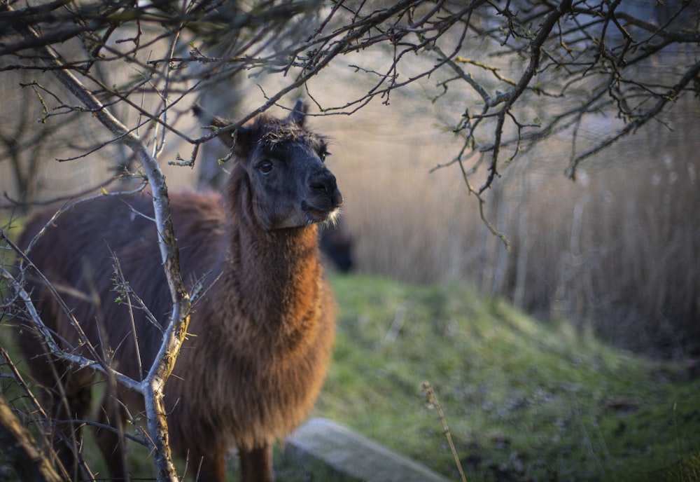 a llama standing in a field next to a tree