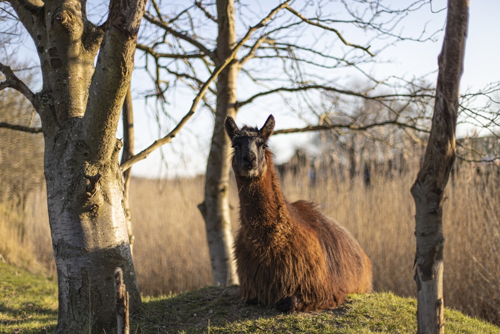 a llama sitting in the grass next to some trees