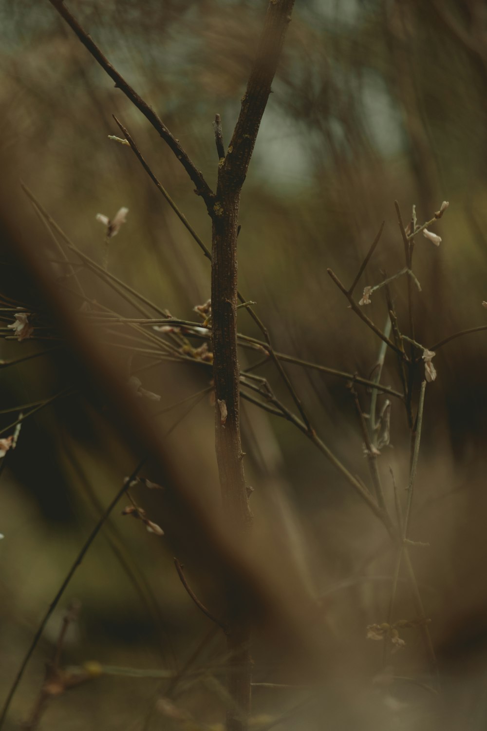 a blurry photo of a tree branch with leaves