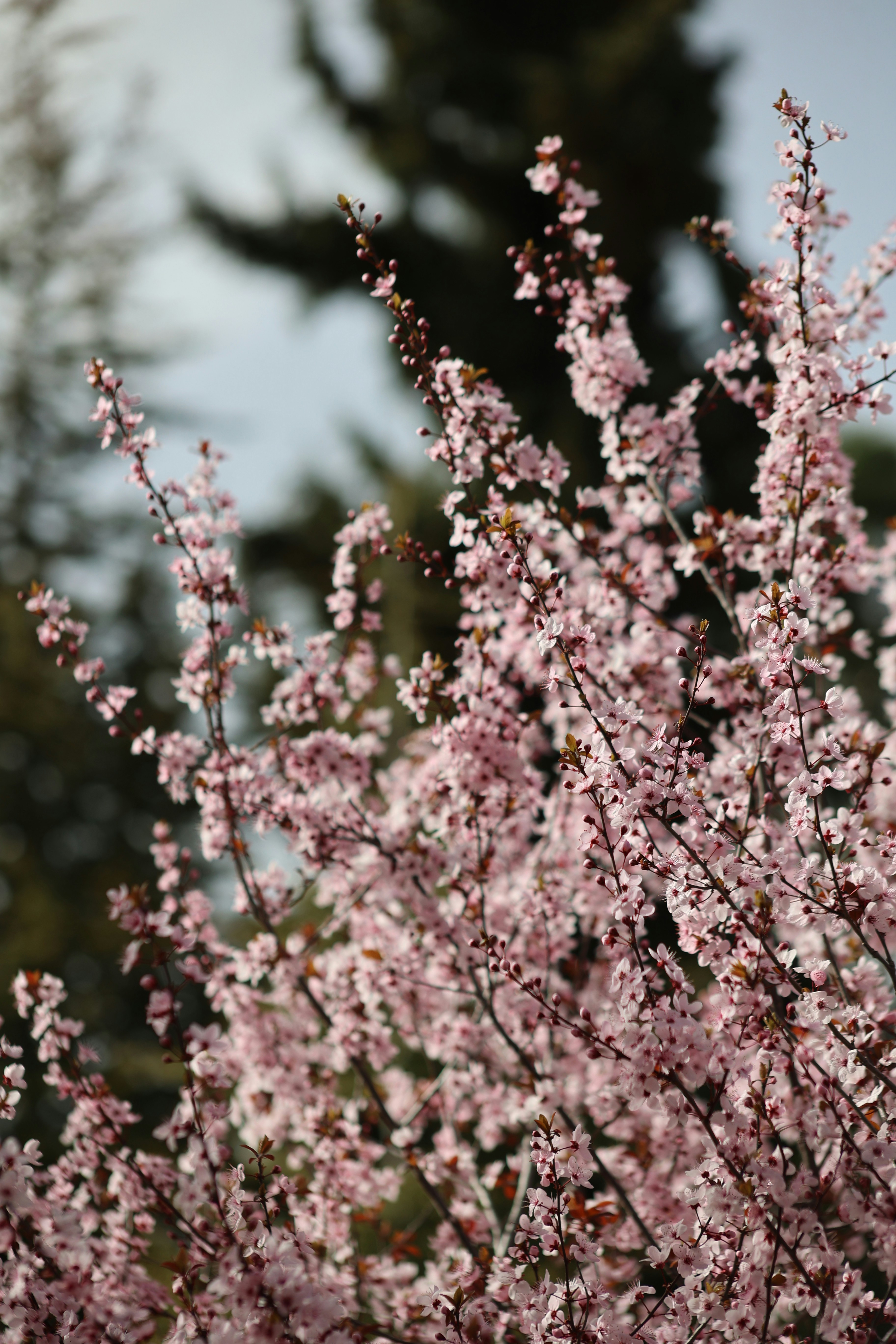 Photo by tahani_jaradat