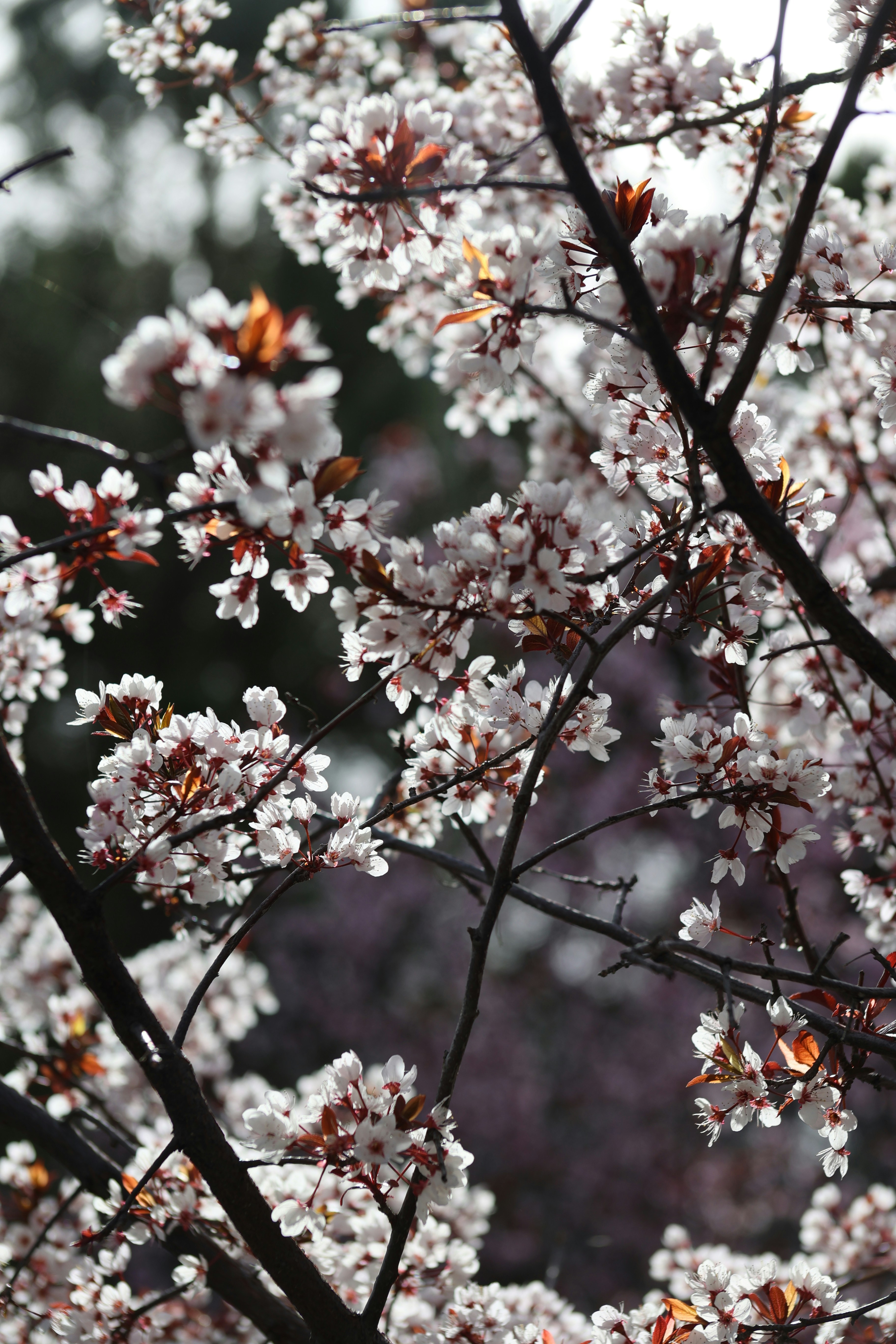 Photo by tahani_jaradat