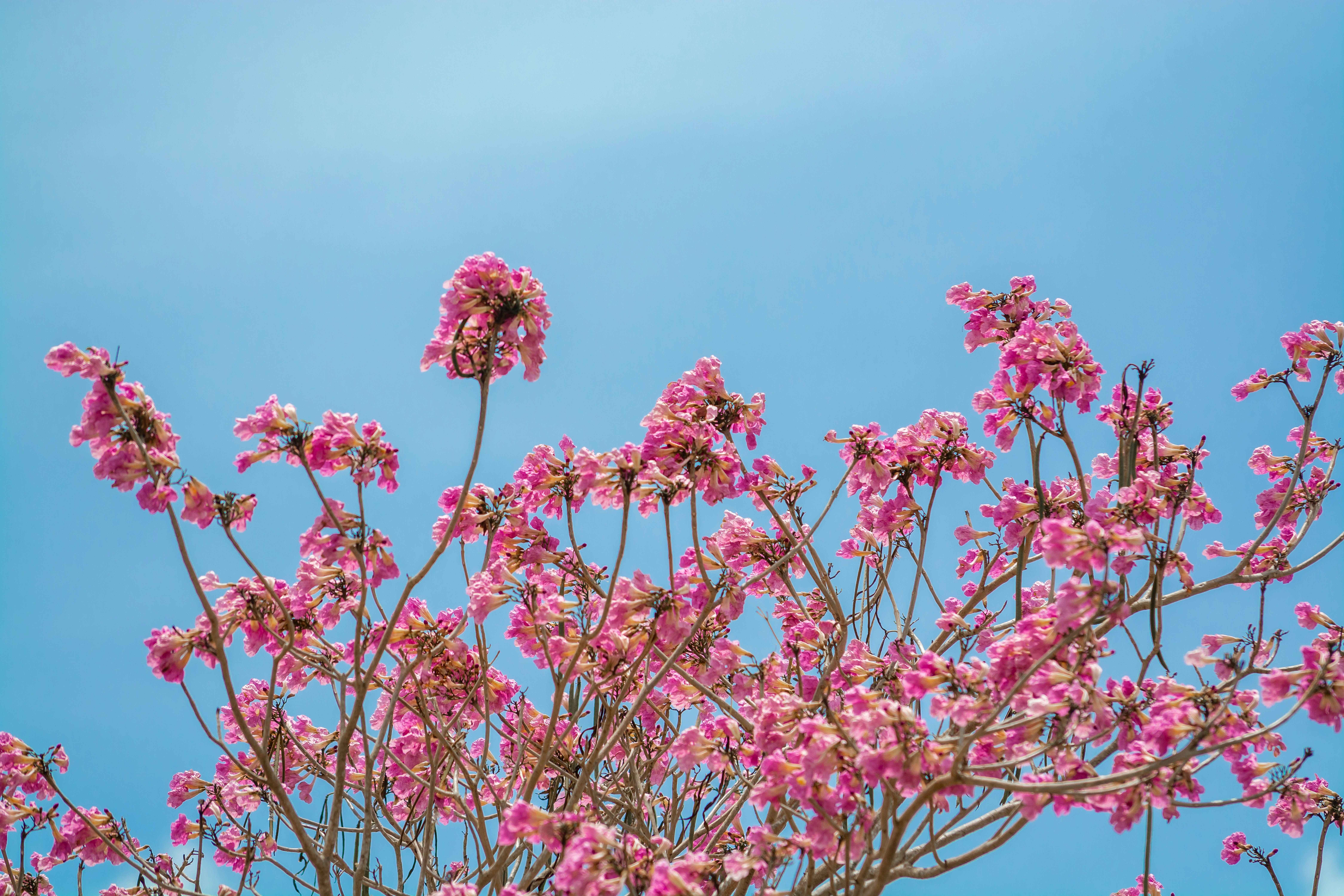 a tree with pink flowers against a blue sky