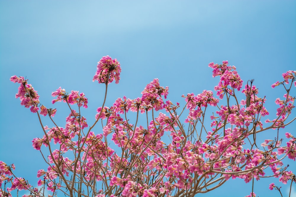 a tree with pink flowers against a blue sky