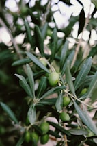 Branches of an olive tree with dense clusters of green olives surrounded by elongated green leaves. The background is softly out of focus, emphasizing the details of the leaves and fruit.