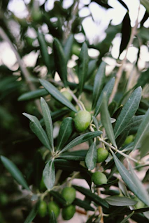 a branch of an olive tree with green olives