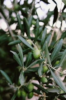 Branches of an olive tree with dense clusters of green olives surrounded by elongated green leaves. The background is softly out of focus, emphasizing the details of the leaves and fruit.