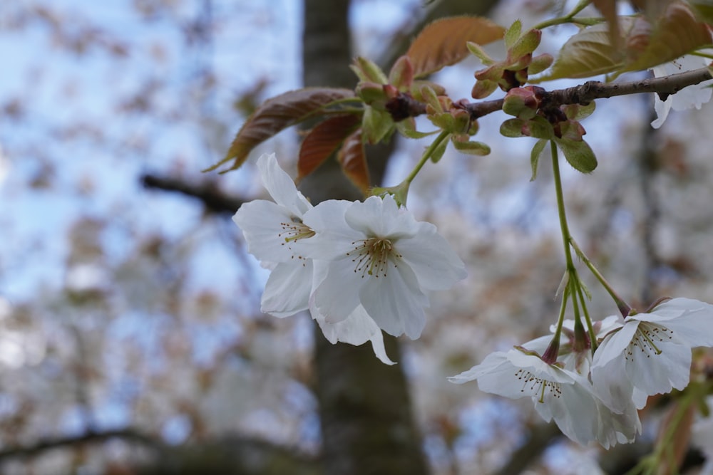 a branch of a tree with white flowers