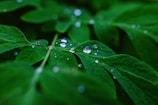 Close-up of a vibrant eco cup with water droplets emphasizing freshness.