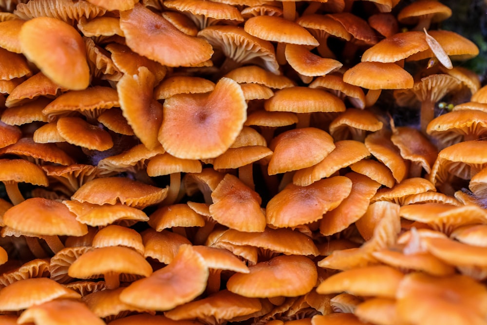 a bunch of orange mushrooms that are on the ground