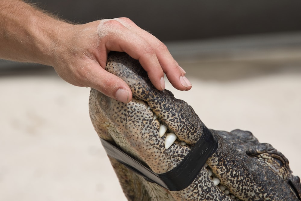 a hand is holding onto an alligator's head