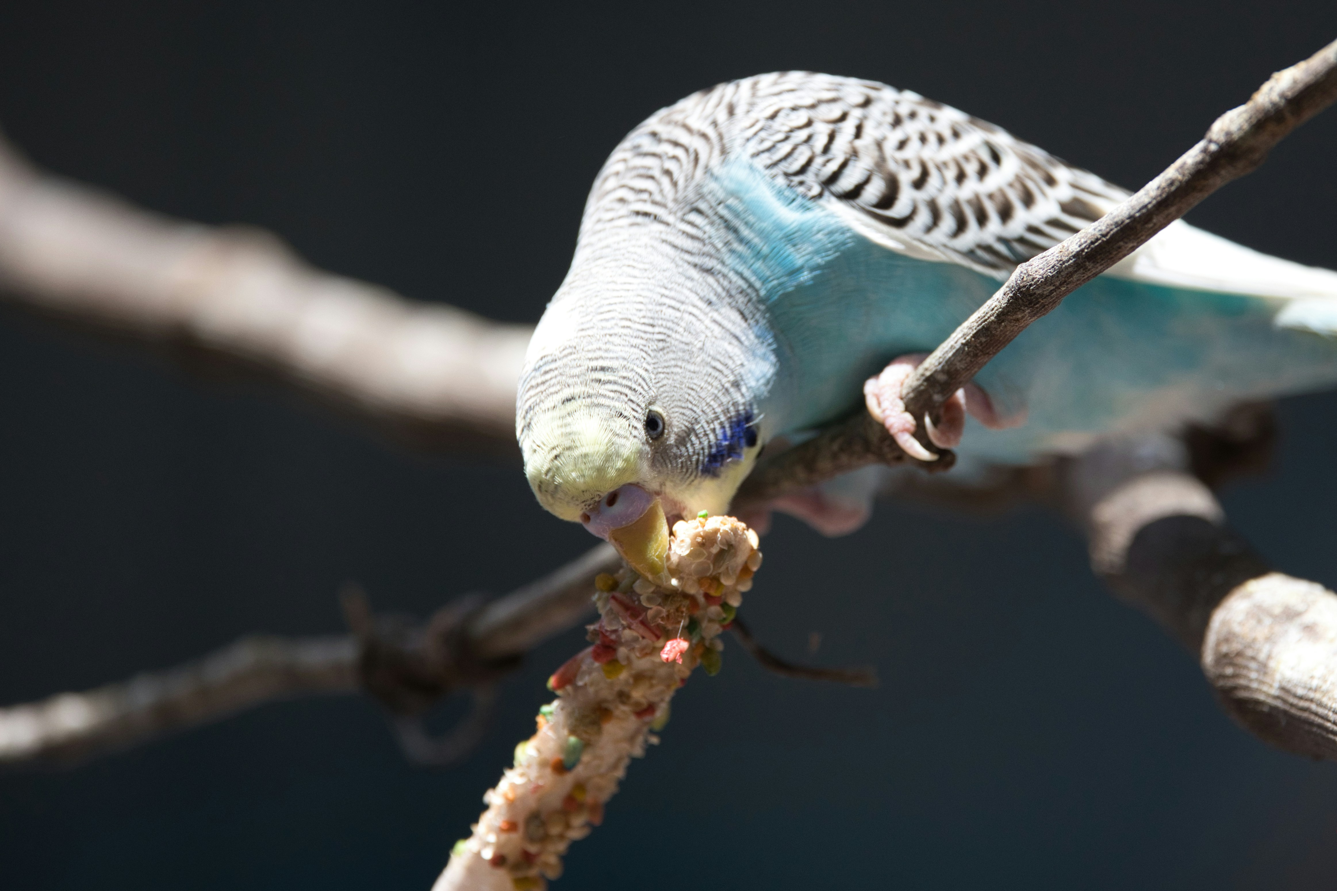 Top 5 Bird Seeds
