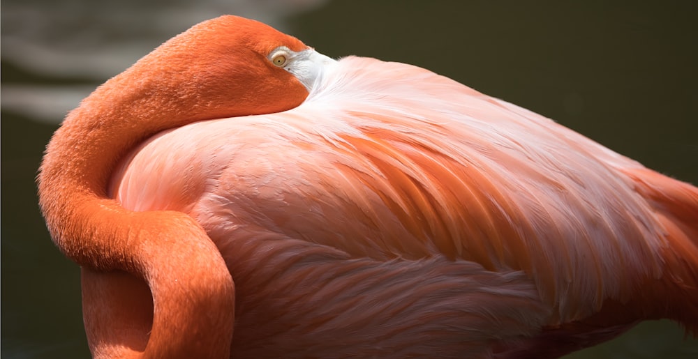 a close up of a pink flamingo with its head in the water