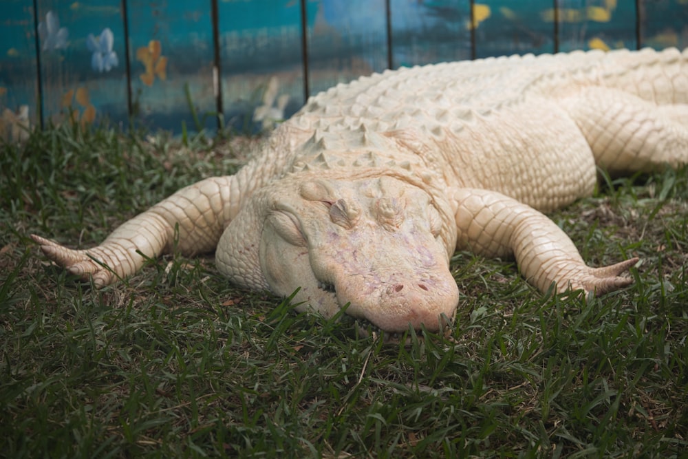 a large white alligator laying on top of a lush green field