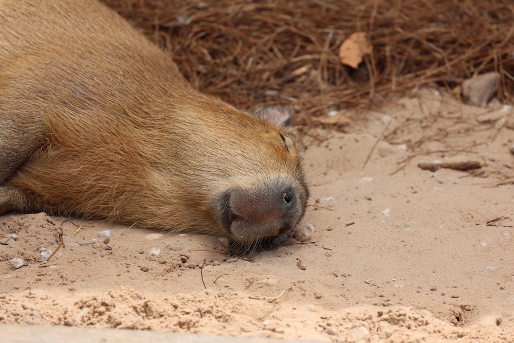 a large brown animal laying on top of a sandy ground