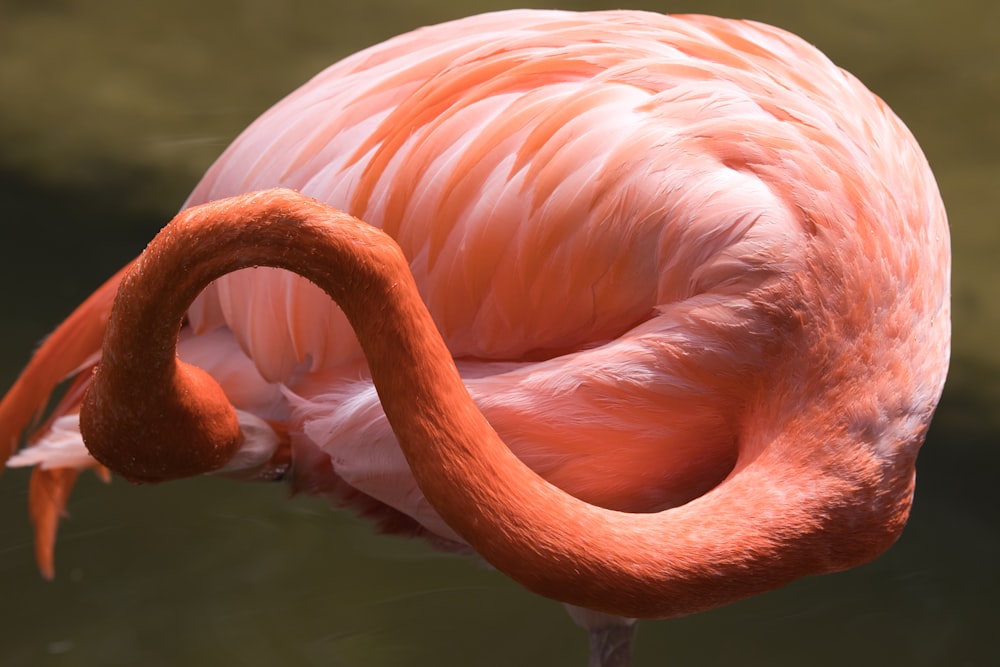 a close up of a pink flamingo standing on a body of water