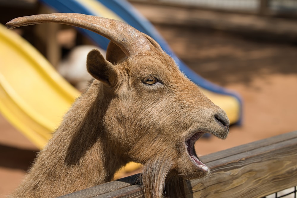 a goat sticking its head over a wooden fence