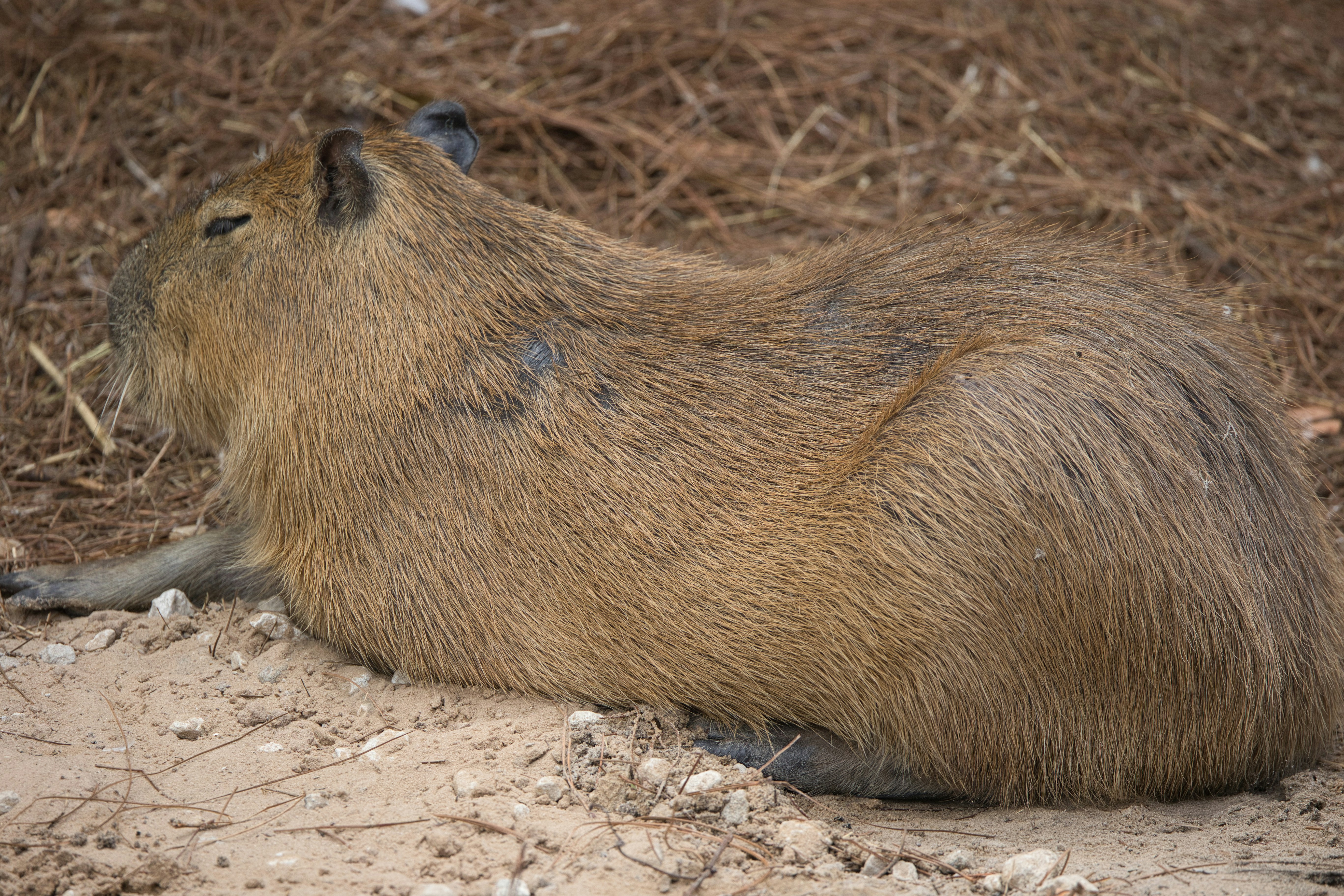 Where to Buy a Capybara in the UK