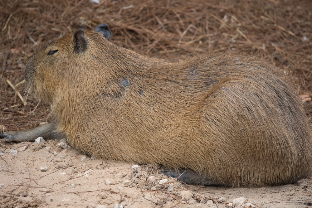 a close up of a capybara laying on the ground