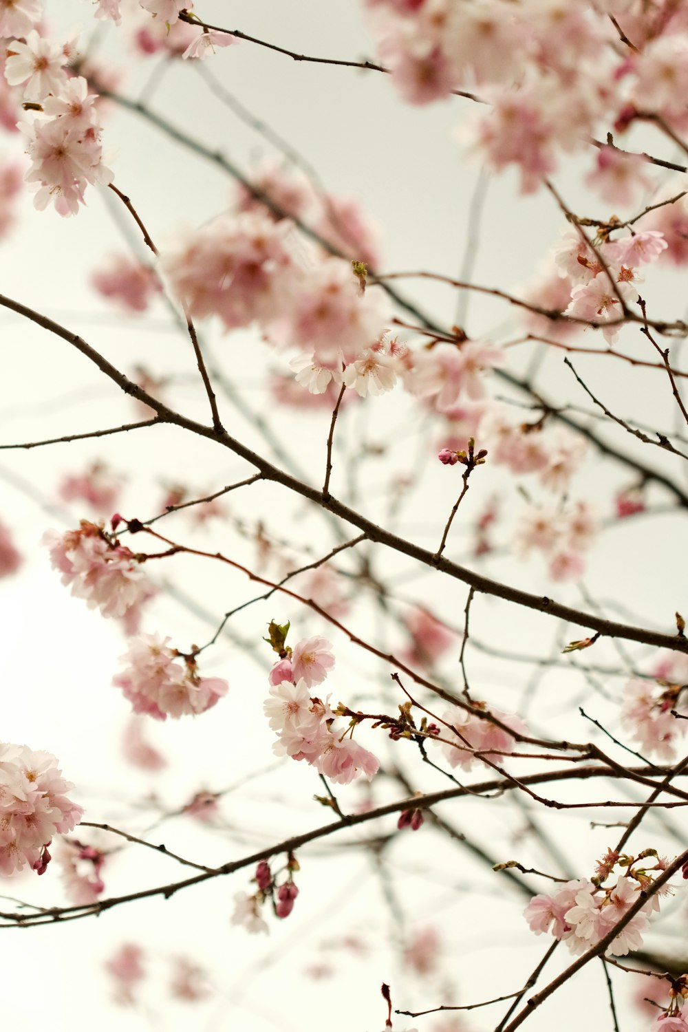 a branch of a tree with pink flowers