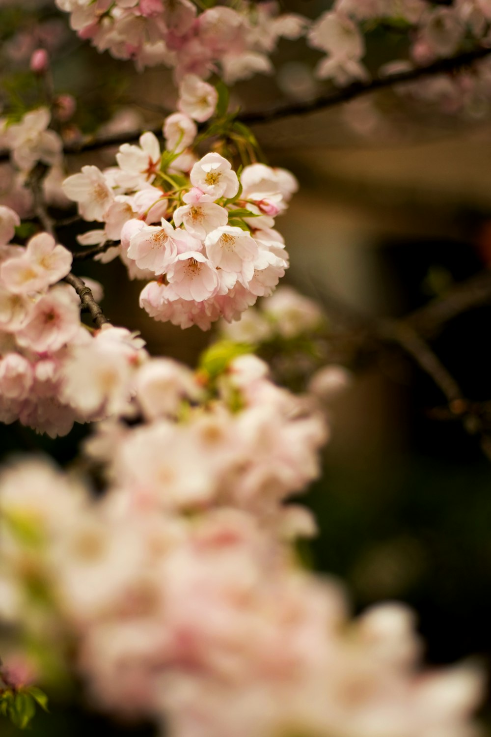 a bunch of flowers that are on a tree