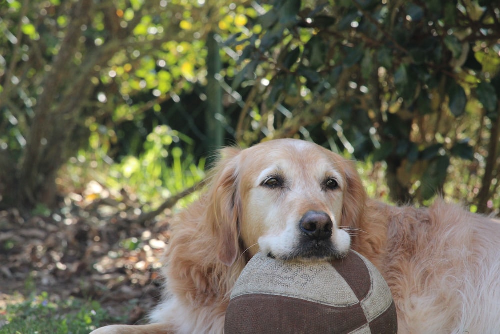 a dog laying in the grass with a ball in its mouth