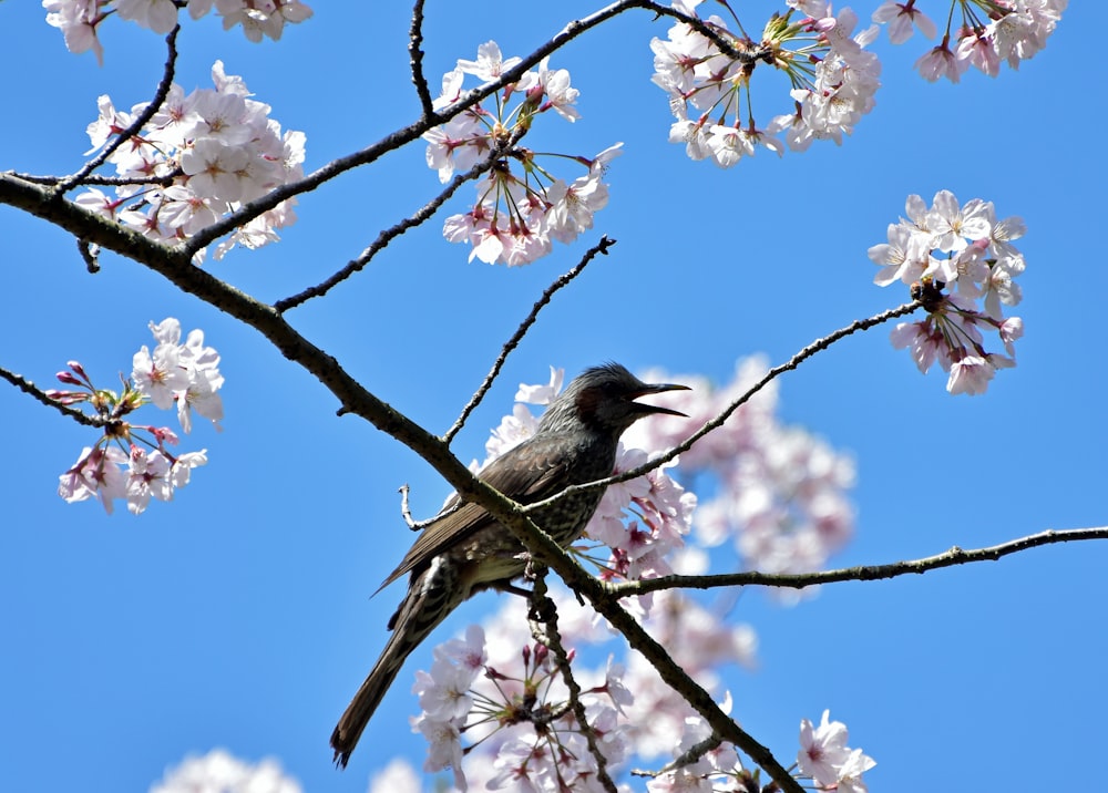 un oiseau assis sur une branche de cerisier en fleurs