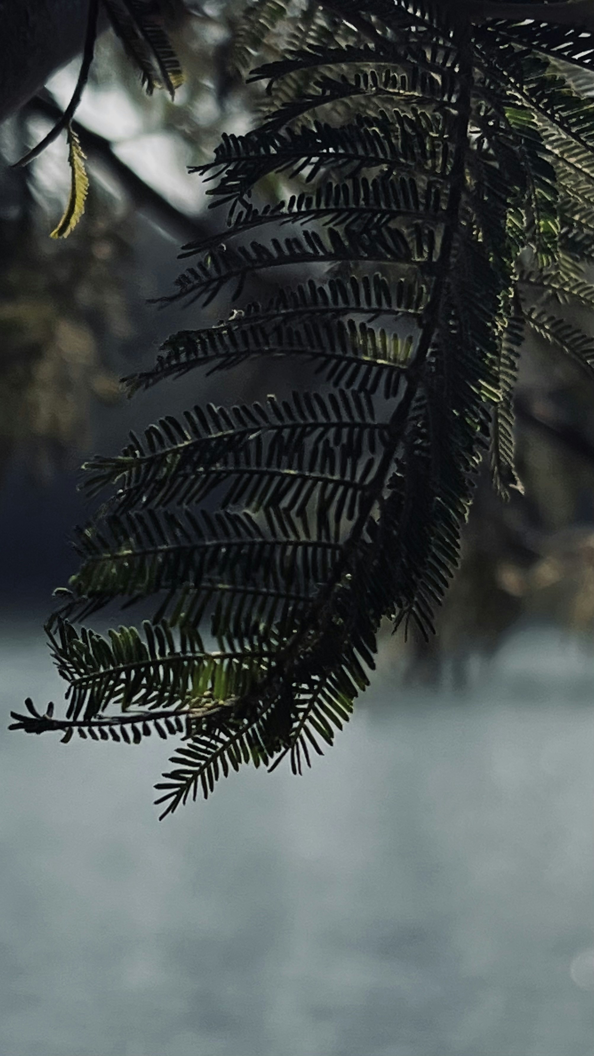 Delicate Fern Illustration