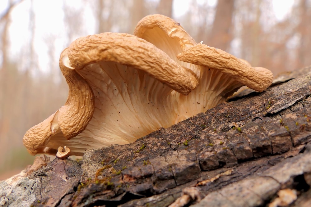 a close up of a mushroom on a tree