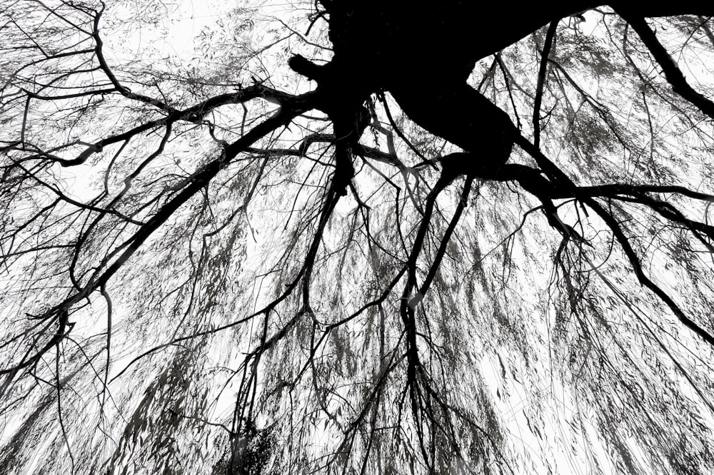 a black and white photo of the branches of a tree