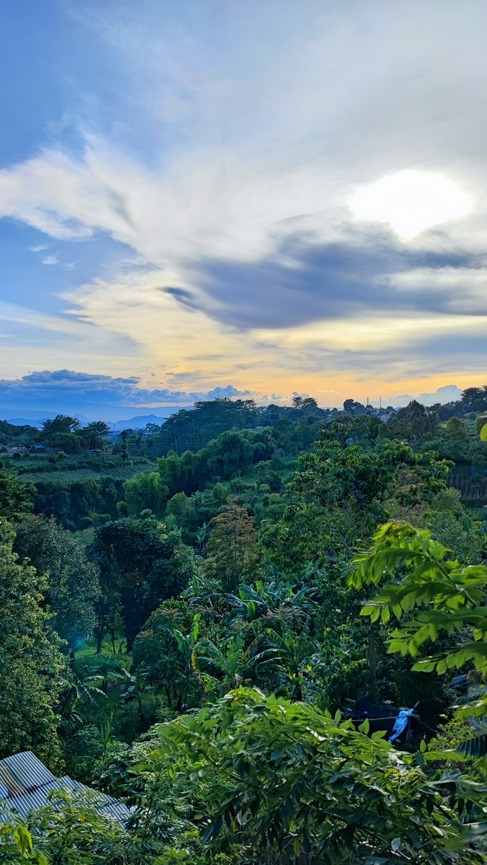 a view of a forest with a house in the distance