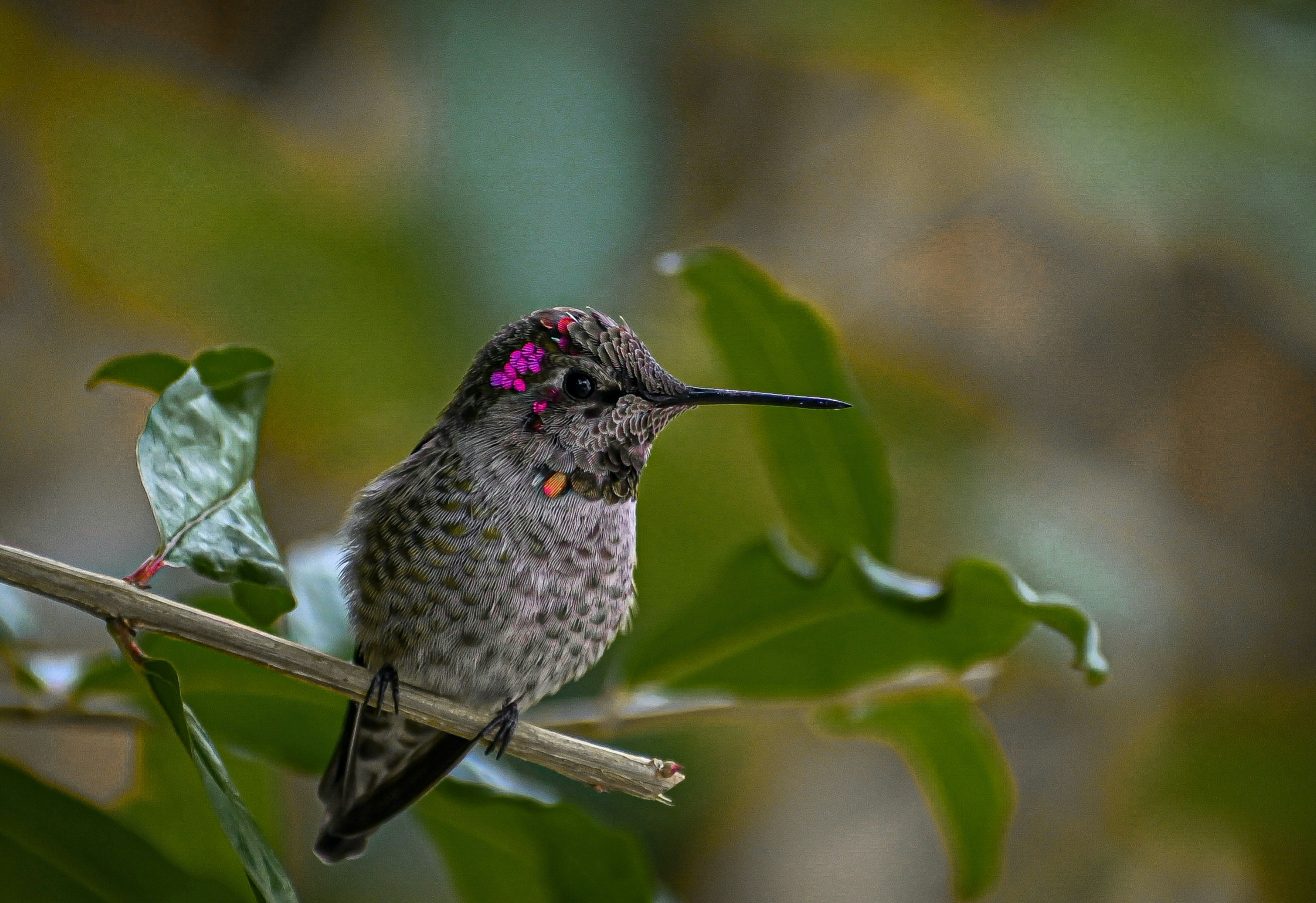 un petit oiseau assis au sommet d’une branche d’arbre