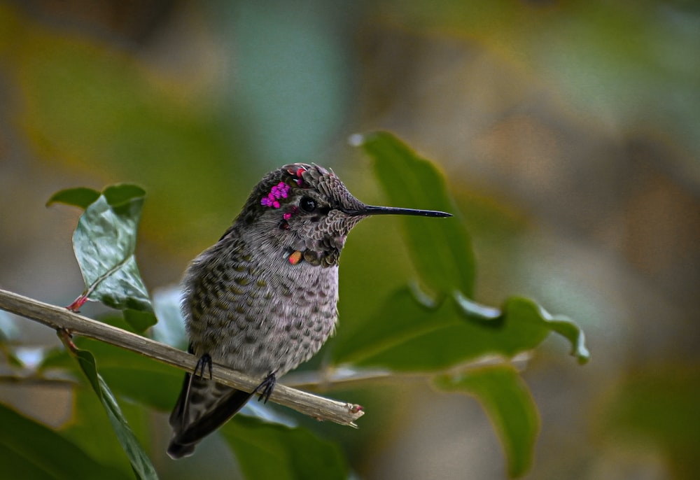 a small bird sitting on top of a tree branch