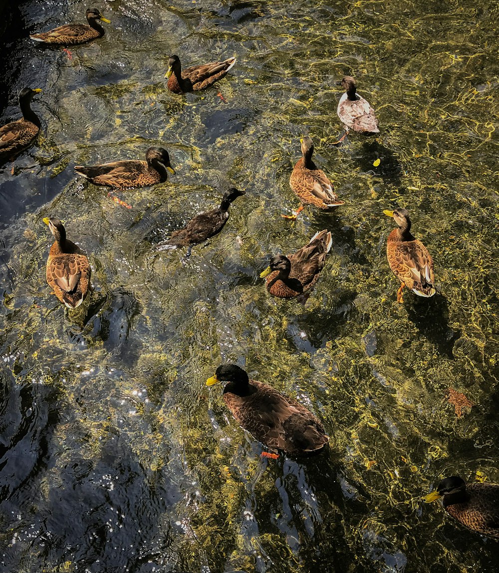 a group of ducks floating on top of a body of water