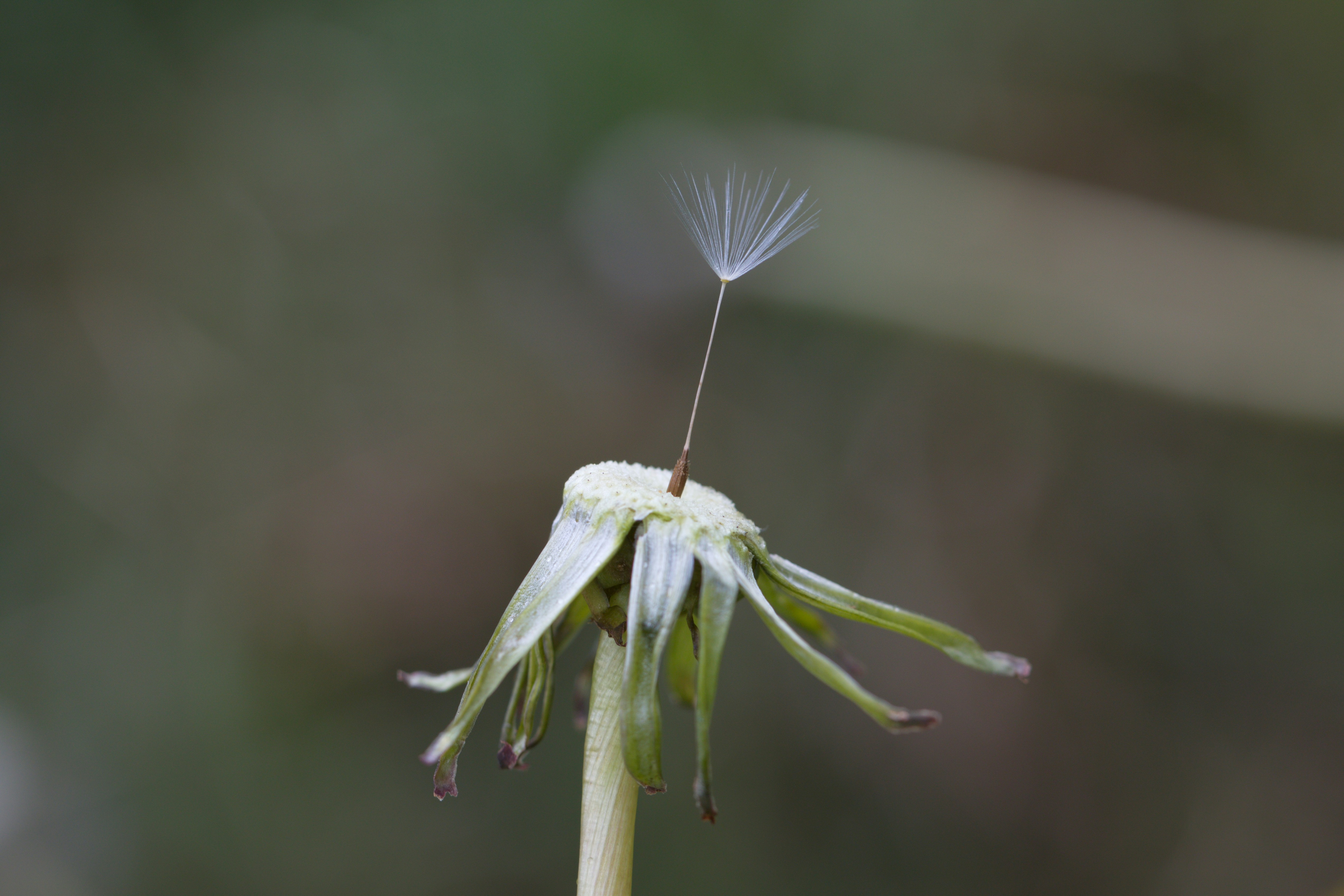 une fleur de pissenlit avec une seule graine qui en sort