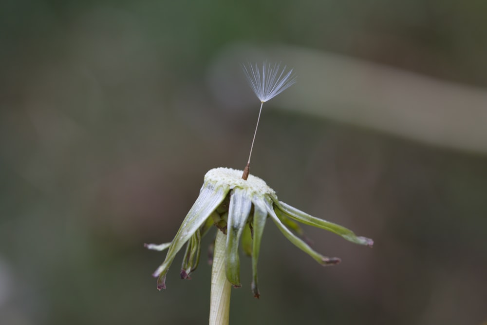 a dandelion flower with a single seed sticking out of it