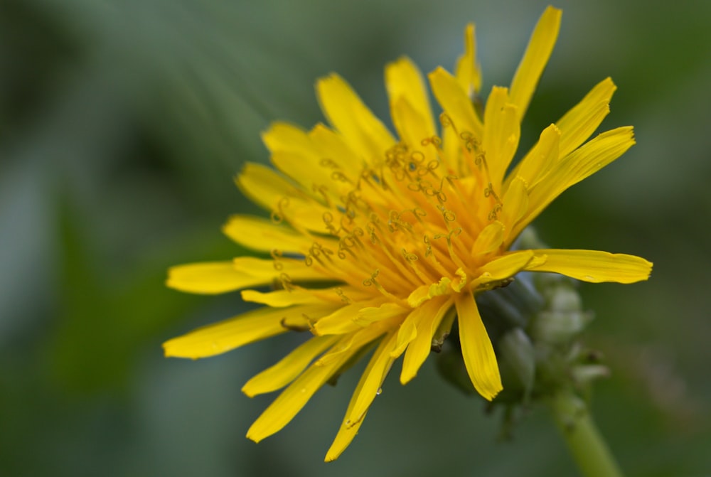 a close up of a yellow flower with a blurry background