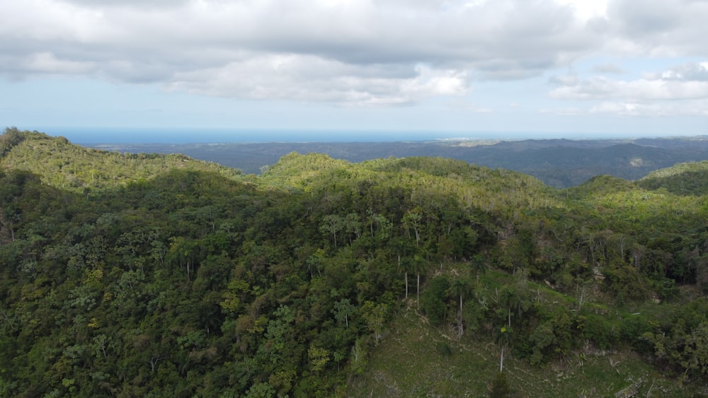 a lush green forest covered in lots of trees