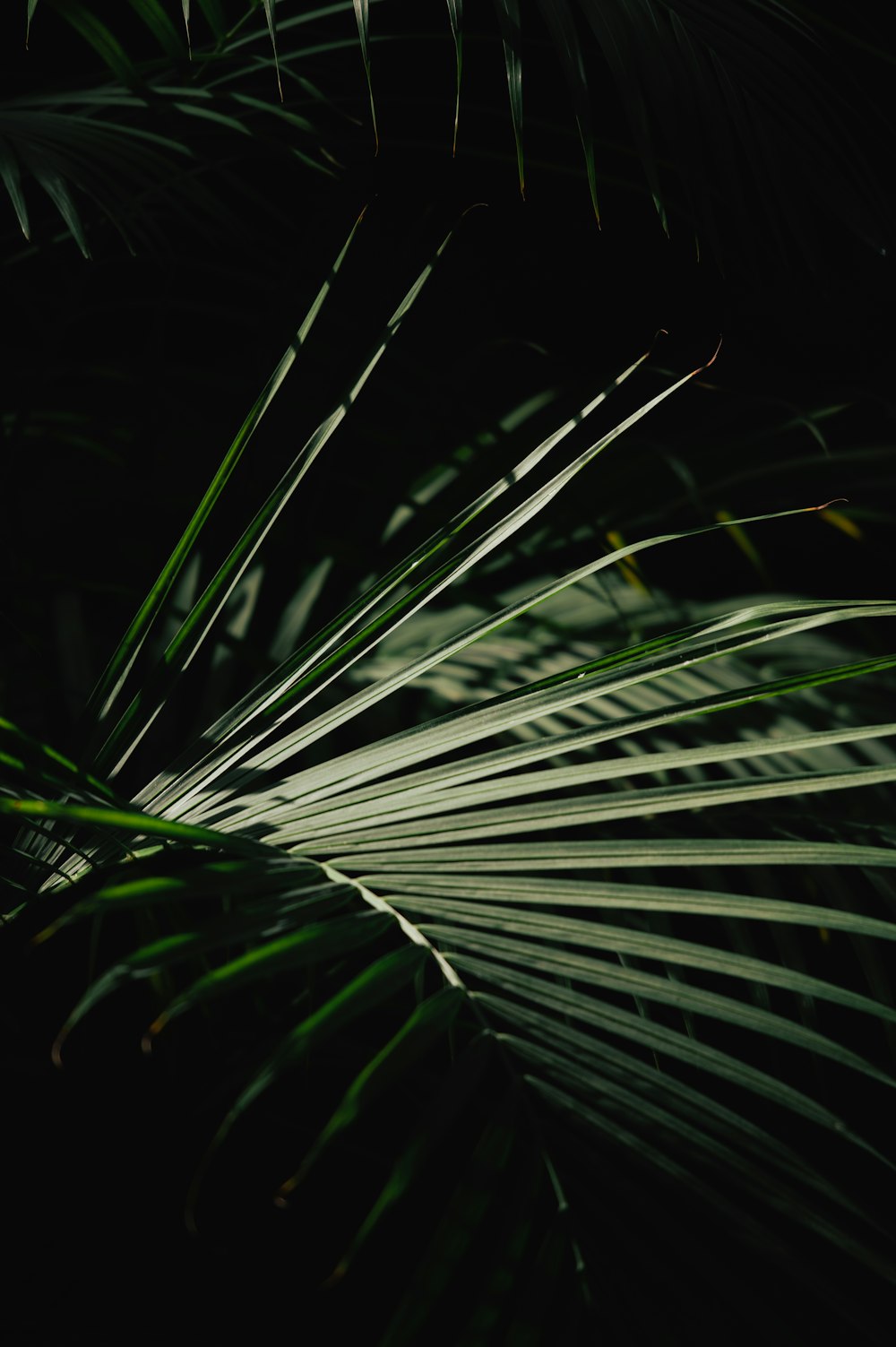 a close up of a palm leaf in the dark