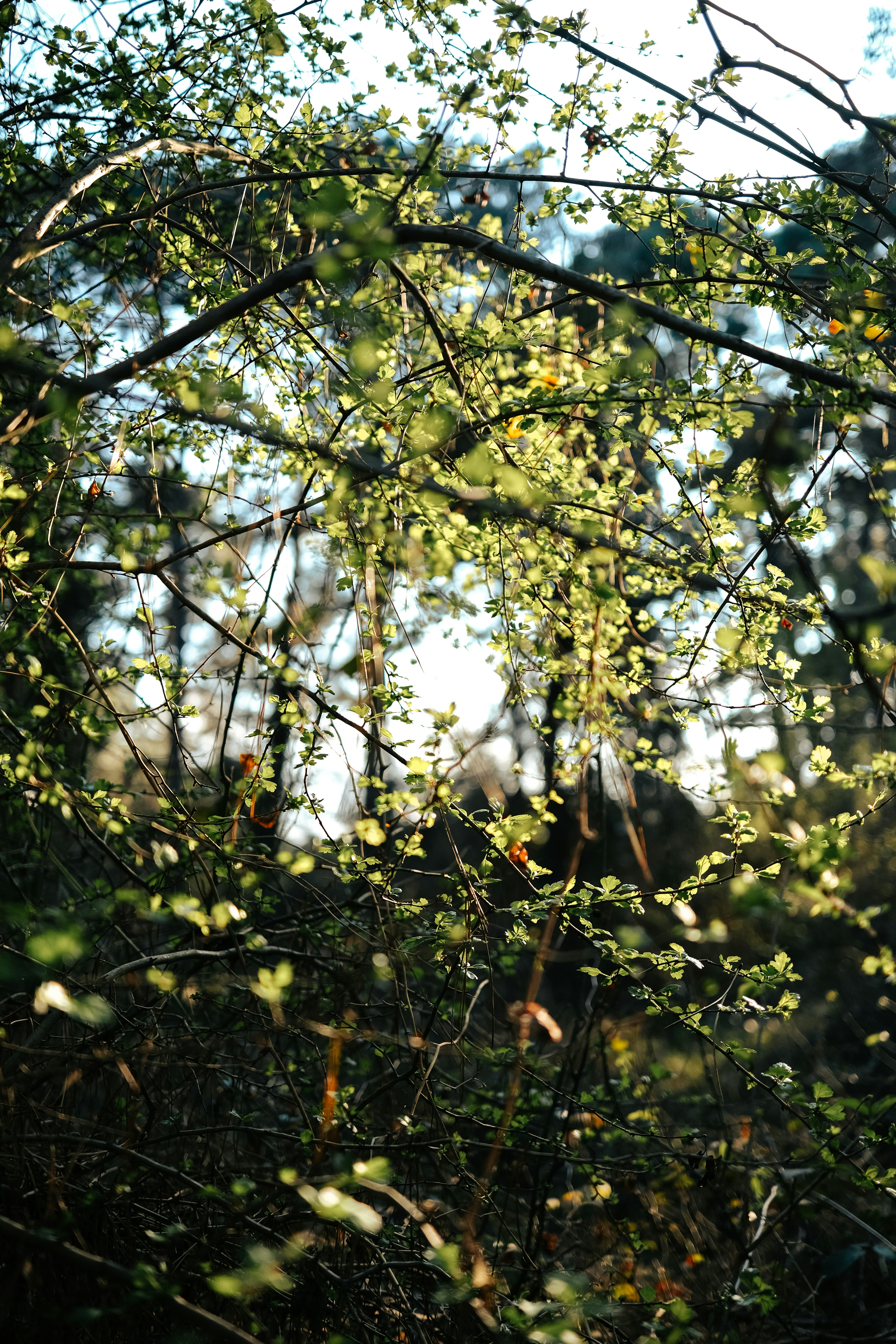 Photo by haticebaran