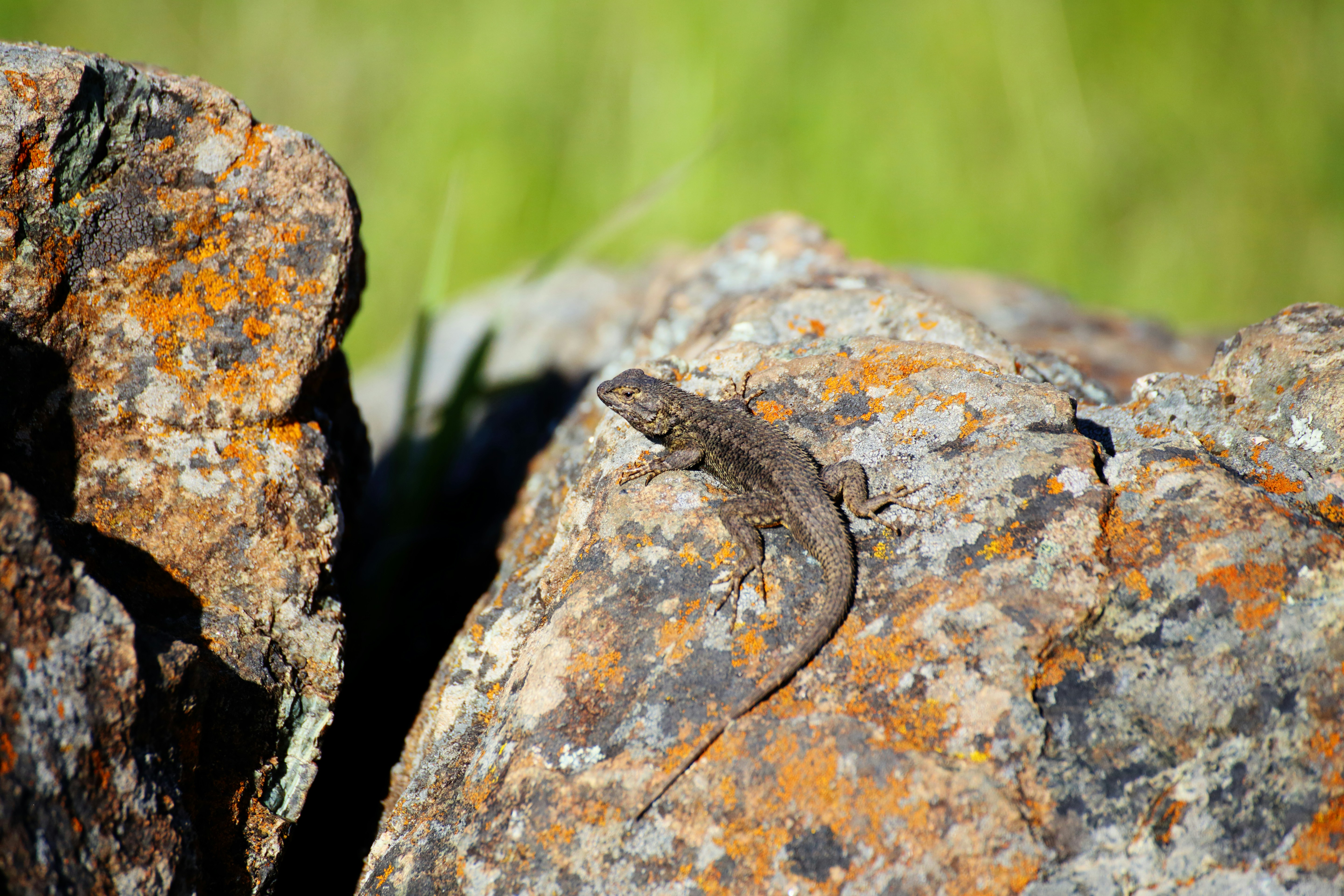 Photo by bullterriere