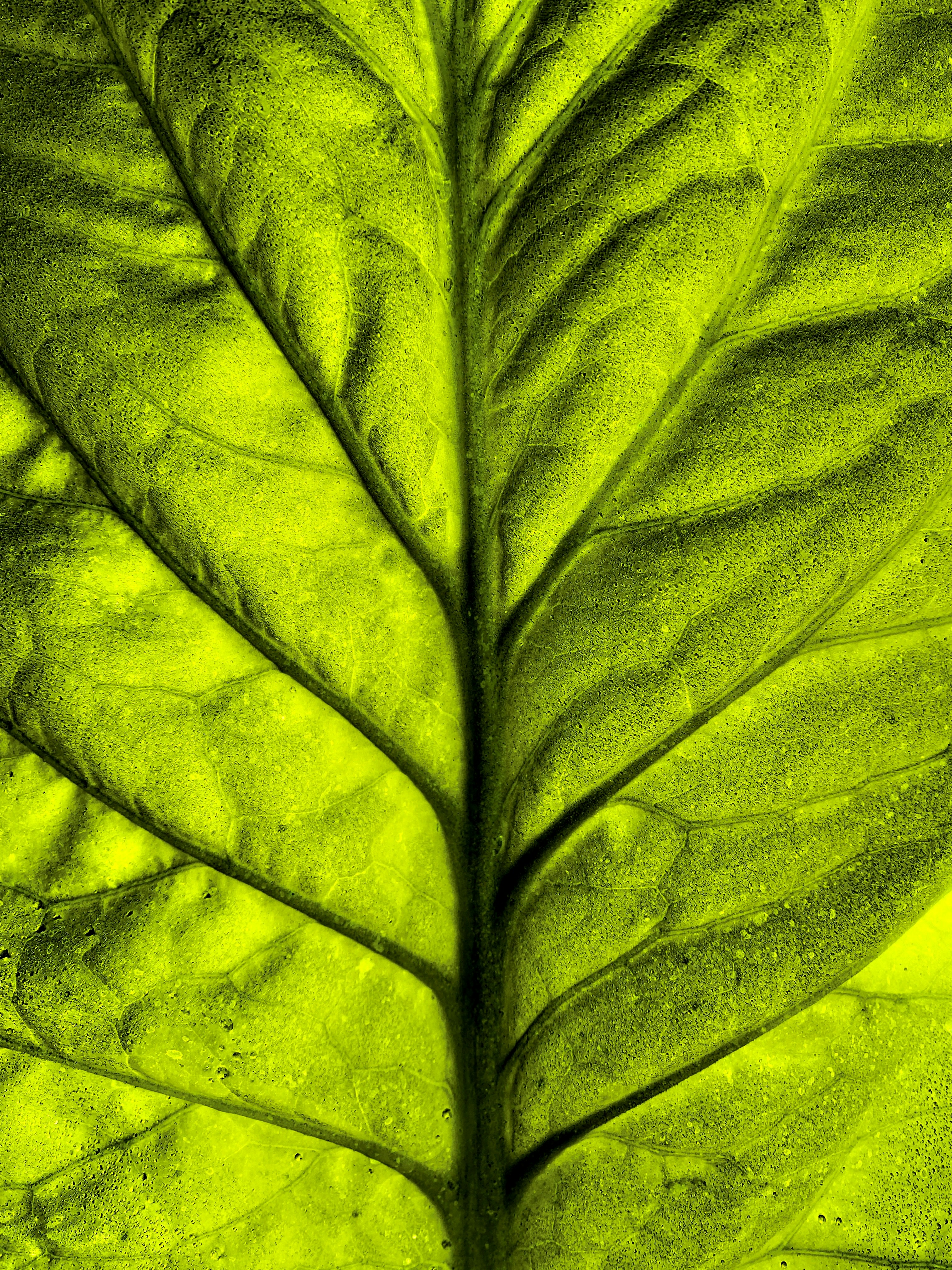 green leaves wallpaper, wallpaper, Daun Karuk: Kandungan, Manfaat, dan Tips Konsumsi 2
