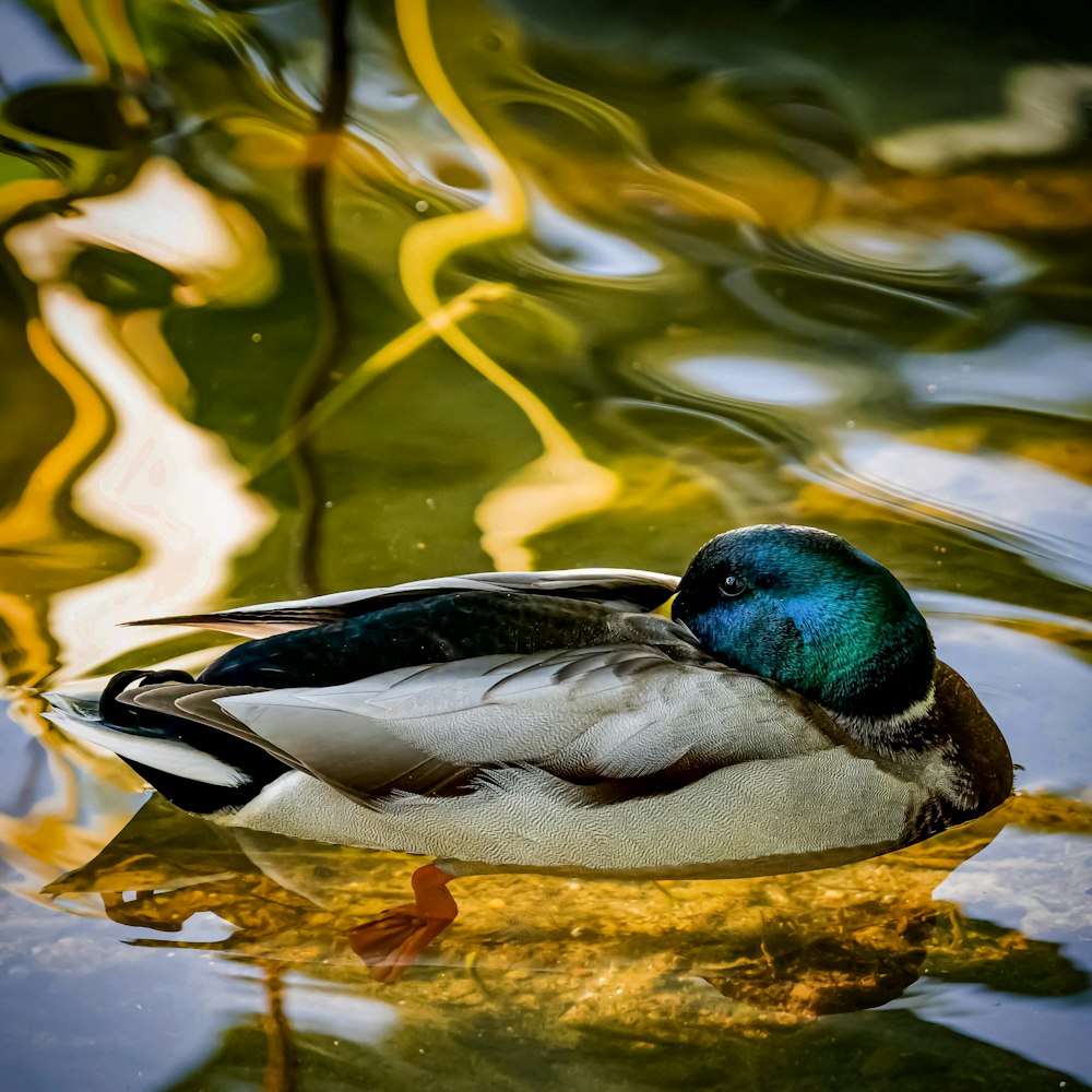 a duck floating on top of a body of water